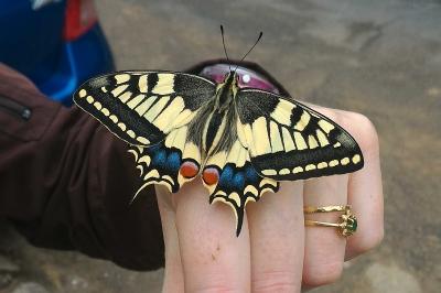 <i>Papilio machaon</i>