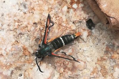 <i>Pyropteron chrysidiforme</i>