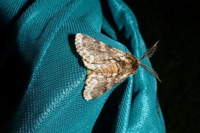 <i>Lycia hirtaria</i>