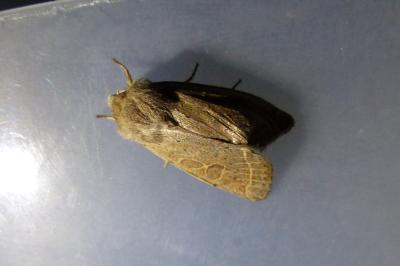 <i>Orthosia cerasi</i>