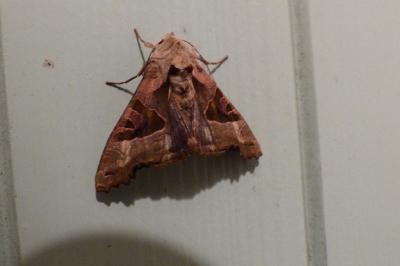 <i>Phlogophora meticulosa</i>