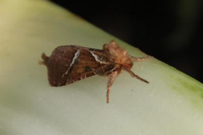 <i>Triodia sylvina</i>