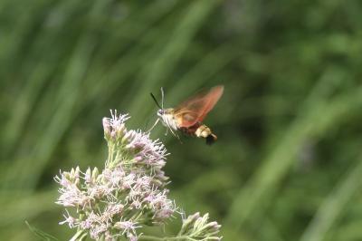 <i>Hemaris fuciformis</i>