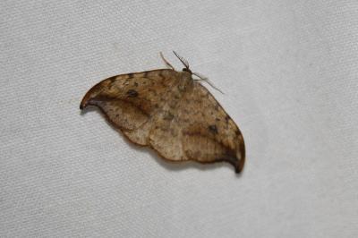 <i>Drepana falcataria</i>