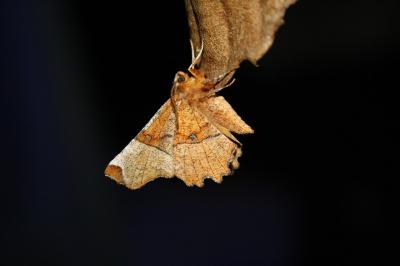 <i>Selenia lunularia</i>