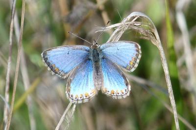<i>Lysandra bellargus</i>
