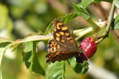 <i>Pararge aegeria</i>