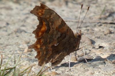 <i>Polygonia c-album</i>