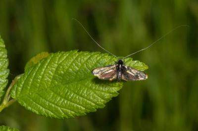 <i>Adela reaumurella</i>