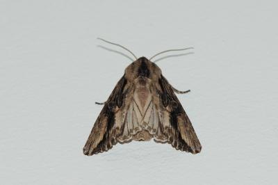 <i>Egira conspicillaris</i>