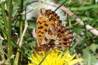 <i>Boloria dia</i>