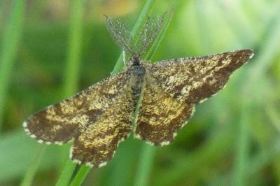 <i>Ematurga atomaria</i>