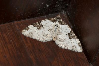 <i>Xanthorhoe fluctuata</i>