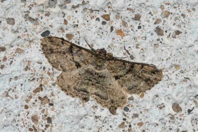 <i>Peribatodes rhomboidaria</i>