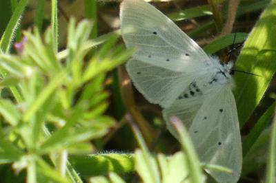 <i>Diaphora mendica</i>