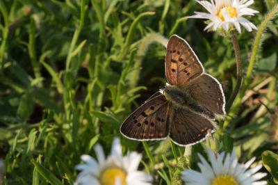<i>Lycaena tityrus</i>