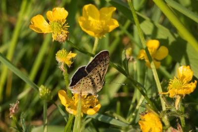 <i>Lycaena tityrus</i>