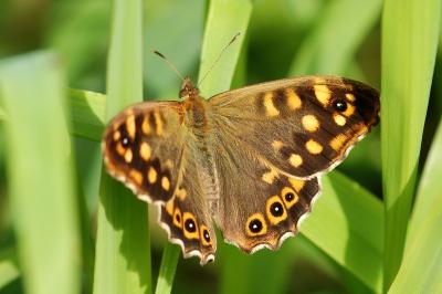 <i>Pararge aegeria</i>
