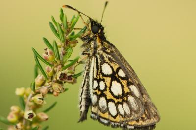 <i>Heteropterus morpheus</i>