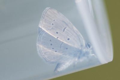 <i>Cupido minimus</i>