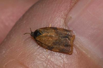 <i>Cacoecimorpha pronubana</i>