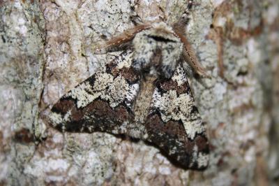 <i>Biston strataria</i>