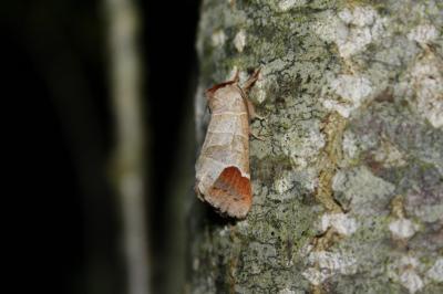 <i>Clostera curtula</i>