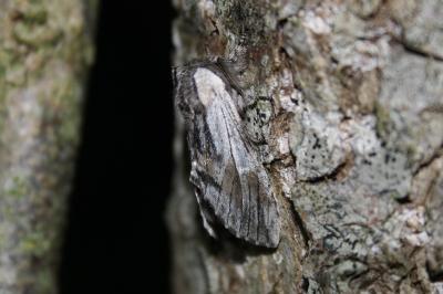 <i>Harpyia milhauseri</i>