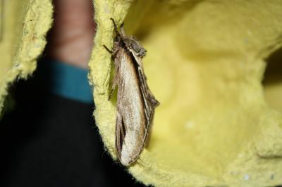 <i>Pheosia tremula</i>