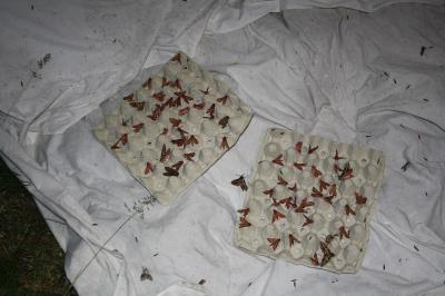 <i>Deilephila porcellus</i>