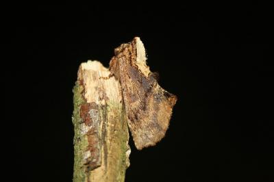 <i>Ptilodon capucina</i>