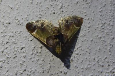 <i>Pyralis farinalis</i>