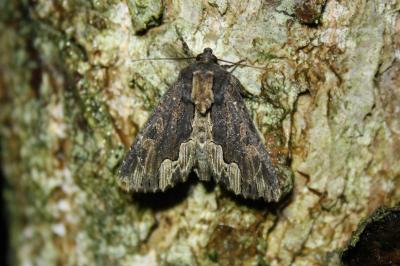 <i>Dypterygia scabriuscula</i>