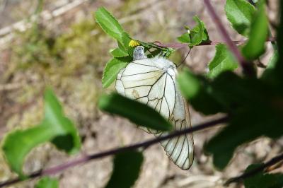 <i>Aporia crataegi</i>