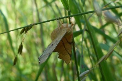 <i>Ennomos erosaria</i>