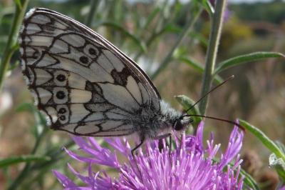 <i>Melanargia galathea</i>