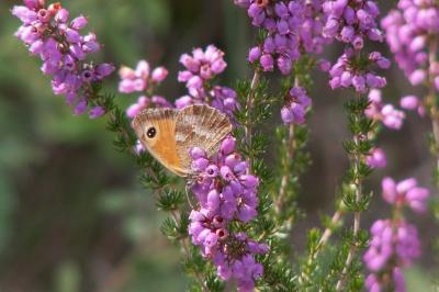 <i>Pyronia tithonus</i>