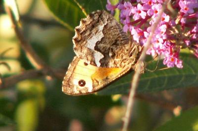 <i>Hipparchia semele</i>