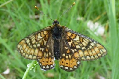 <i>Euphydryas aurinia</i>