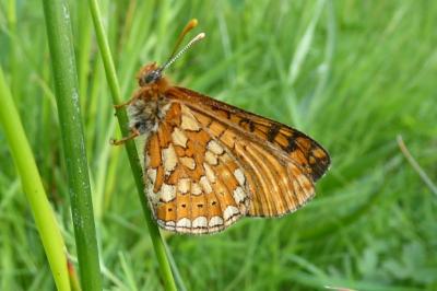 <i>Euphydryas aurinia</i>