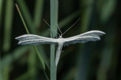 Pterophoridae