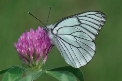 <i>Aporia crataegi</i>