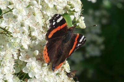 <i>Vanessa atalanta</i>