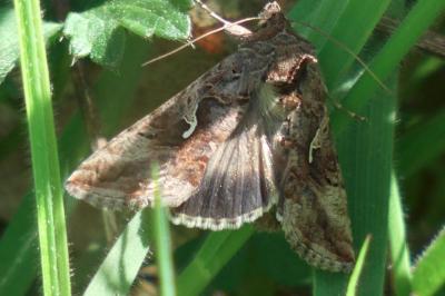 <i>Autographa gamma</i>