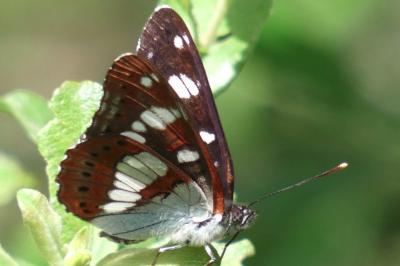 <i>Limenitis reducta</i>