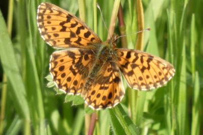 <i>Boloria dia</i>