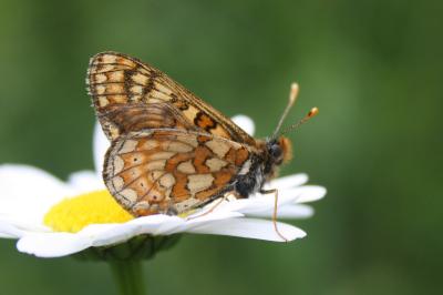 <i>Euphydryas aurinia</i>
