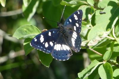 <i>Limenitis reducta</i>