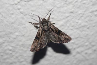 <i>Chloantha hyperici</i>