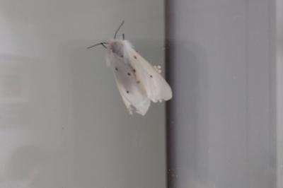 <i>Diaphora mendica</i>